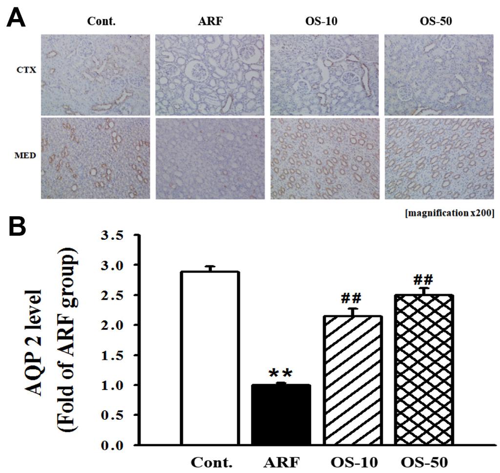 박지훈 윤정주 한병혁 김혜윰 황진석 이윤정 이호섭 강대길 58 Fig. 5 Effect of Oryeongsan on AQP 2 level in the kidney.