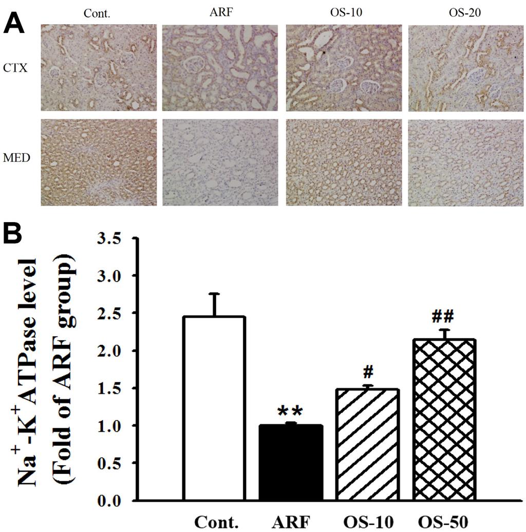 **p<0.01 vs. Cont; ##p< 0.01 vs. OS. Fig. 7 Effect of Oryeongsan on the expression UT-B in the kidney. Each photograph is representative of the results from three independent experiments. **p<0.01 vs. Cont; #p<0.