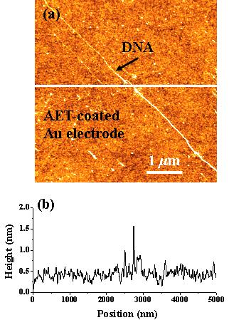 한국산학기술학회논문지제 16 권제 8 호, 2015 DNA AET-coated 500 nm DNA AET-coated 500 nm Fig. 3. Tapping-mode AFM images for DNA strands attached and aligned on AET-coated s.