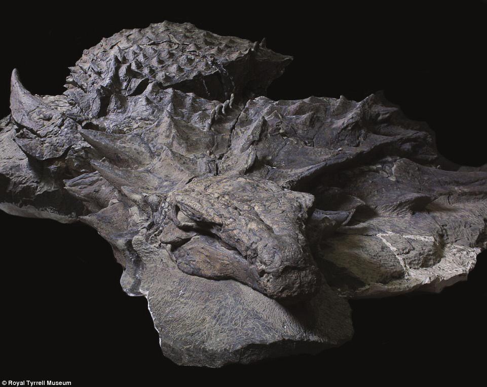 그공룡이발견된그광산의퇴적층들에서는많은수장룡들이발견되었다. 그것이바로로열타이럴박물관의고생물큐레이터인도날드헨더슨이노도사우르스와같은육지동물이함께발견되리라고기대하지않은이유이다. 2 땅에사는동물들과바다에사는동물들이어떻게함께섞이게되었을까? 워싱턴포스트는그노도사우르스가너무도잘보존되어서마치노도사우르스조각상처럼보인다고기록했다. 3 그들은내셔널지오그래픽과같은추측을했다.