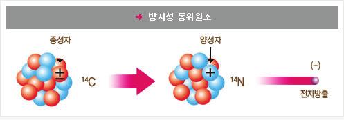 대신, 그들몸안의탄소동위원소는느리게붕괴해감으로, C와정상적탄소원자의비율은시간이흐름에따라줄어들것입니다. 우리가매머드의두개골을발견했고우리가얼마나오래전에그것이살았었는지결정하기원한다고가정해봅시다. 우리는실험실에서얼마나많은 C가두개골에남아있는지측정할수있습니다.