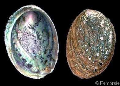 5 cm 호주남부 (Tasmania) Red abalone Haliotis rufescens 17.8~22.