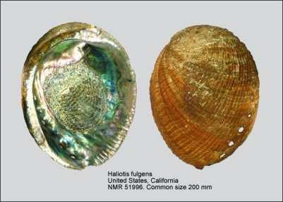 세계의주요전복 사진 일반명 학명 Common size 성장주생산국 Green abalone Haliotis