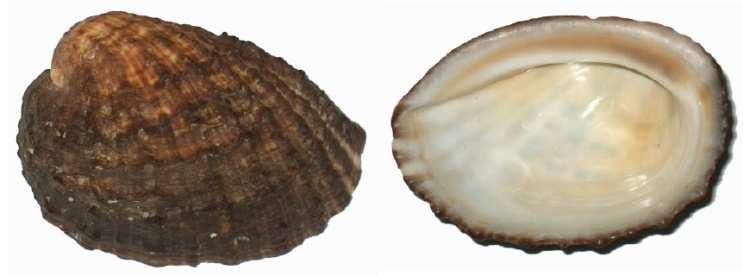 광동성과해남성에서양식 ), 일본남부, 필리핀, 호주북부 False abalone, Chilean