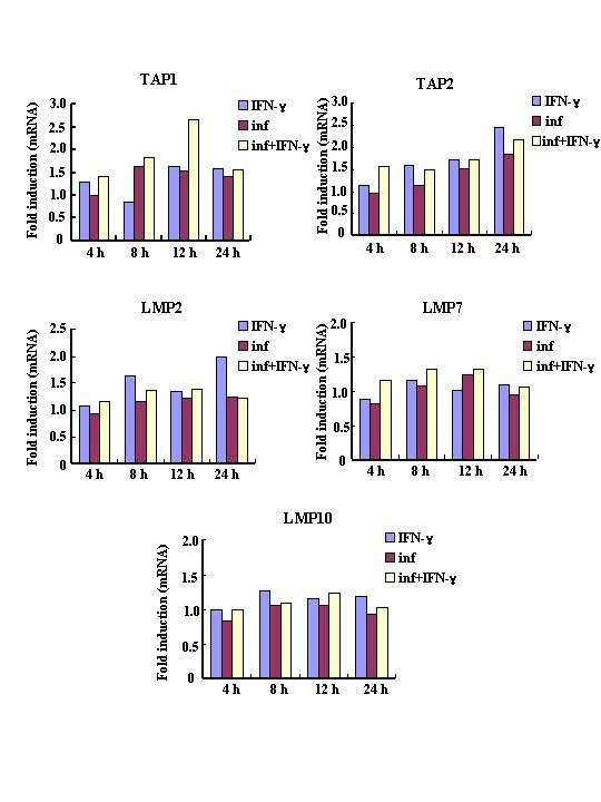 Fig. 14A. The kinetics of MHC class I gene expression in response to IFN-γ treatment and M. tuberculosis infection.