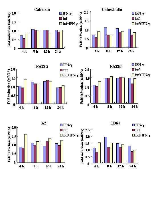 Fig. 14B. The kinetics of MHC class I gene expression in response to IFN-γ treatment and M. tuberculosis infection.