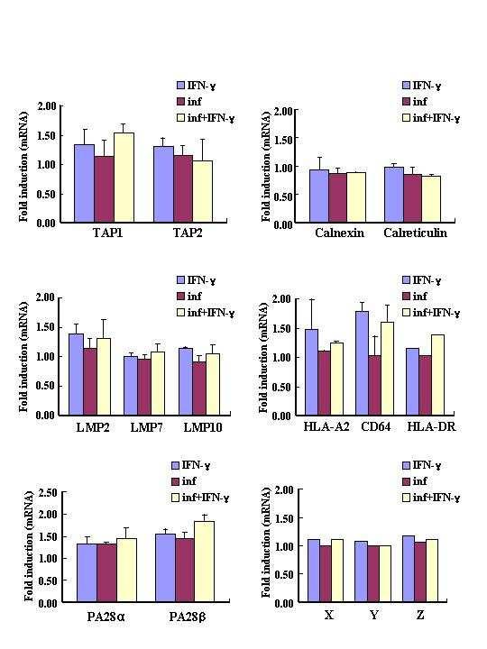 Fig. 17. Densitometric quantitation of the relative induction of genes involved in MHC class I antigen processing.