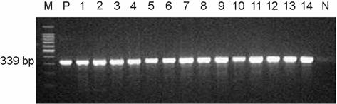 aureus ATCC 43300; 30 ng), lane 2~6; ten-fold serial dilution of template DNA. Fig. 2. PCR amplification of meca gene for MRSA clinical isolates.