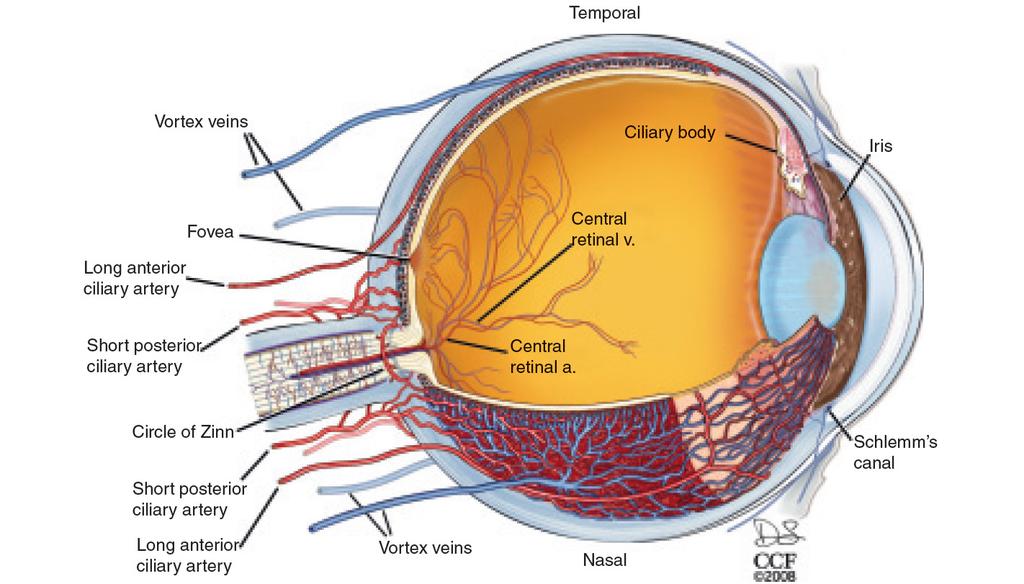 안허혈증후군 : 최신치료 강봉희외 Fig. 3. A cutaway drawing of the human eye showing the major blood vessels supplying the retina choroid and anterior segment.