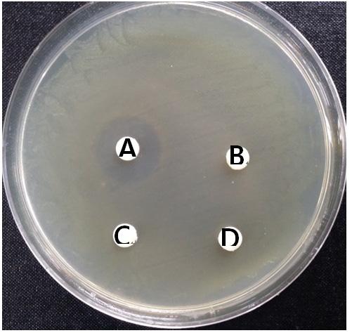 Typhimurium ATCC13311, j E. faecalis ATCC29212, k S. aureus ATCC6538p.