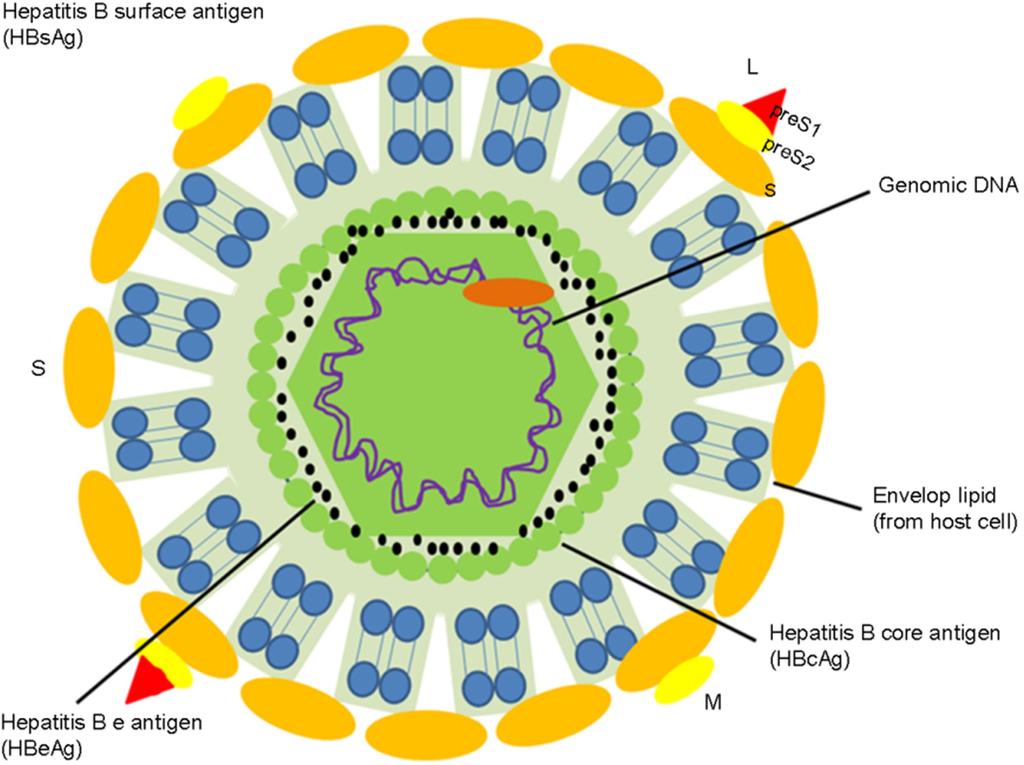 336 S-Y Kim, et al. Figure 1. Structure of Hepatitis B virus. HBV consists of an outer envelope and inner nucleocapsid.