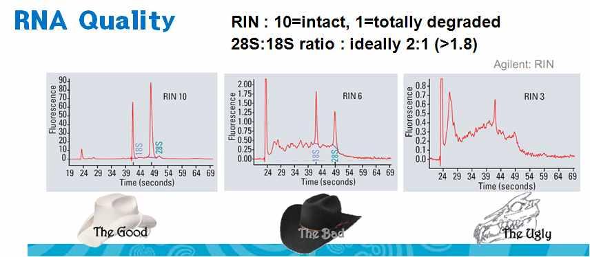 [ 그림 11] RNA quality Sequencing - DNA template를 6-8pM로희석하여준비하고아래그림과같이 Cluster Station에 Standard Cluster Generation Kit v2의 Flow