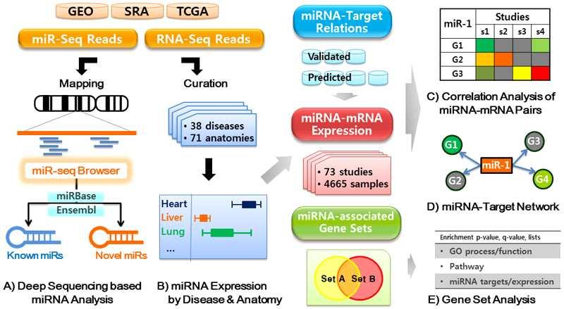 NGS 방법을통한 mirna 연구가많이수행됨에따라전세계적으로잘알려진공개데이터베이스인 GEO(Gene Expression Omnibus), SRA(Sequence Read Archive) 및 TCGA(The Cancer Genome Atlas) 등으로부터 mirna 단편화된서열및 microarray 정보를통합적으로수집하였고,