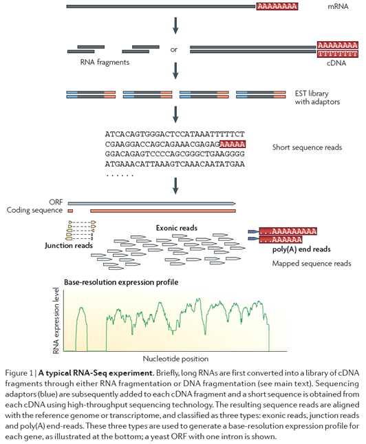 [ 그림 41] RNA-Seq 수행절차 전사체분석을위해서는 RNA-Seq 방법을적용하여줄기성세포와비줄기성 세포사이에서차이가나게발현되는전사체및 alternative splicing 양상을 분석함.