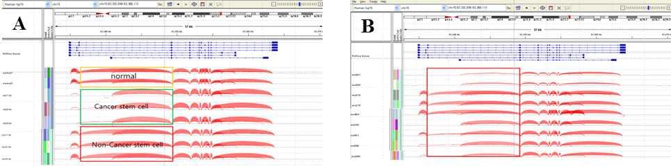 Alternative splicing variant분석을수행한결과 normal, 비줄기세포에서와다른위암줄기세포특이적 splicing 패턴을찾을수있었음. 각조직에서찾은위암줄기세포특이적 splicng을후보인 TPM1 gene을조직에서보았을때 ([ 그림 45]-A 참조 ) 와위암세포주 ([ 그림 45]-B 참조 ) 에서각각나타냄.