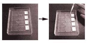 Life Science & Biotechnology 22 특집 1 DNA chip 3 4. 결론 최근 DNA chip을이용한연구가점점증가있으며, 그해석기술이나유용성을널리인정받기시작하였다. DNA chip 제작에는 PCR DNA 단편을증폭하고 arrayer로 spot 등복잡한작업이요구되지만, 이미여러회사에서다양한 DNA chip이상업적으로판매되고다.
