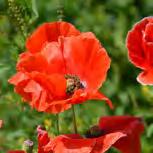 Red Poppy Seed Extract 虞美人草提取物 It contains caviar oil, phellinus