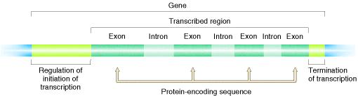 Gene and Genome - Information When, Where, How much, What