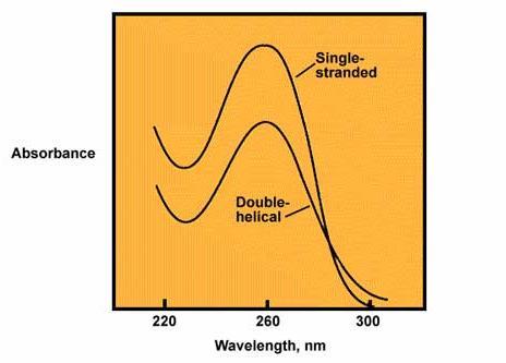 자외선인 260nm 에서 1 의측정값을얻었다면 DNA 이중나선 50ug 양이다.