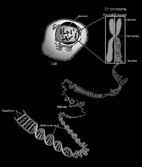 생물학적유전정보를갖는물질은 DNA 혹은