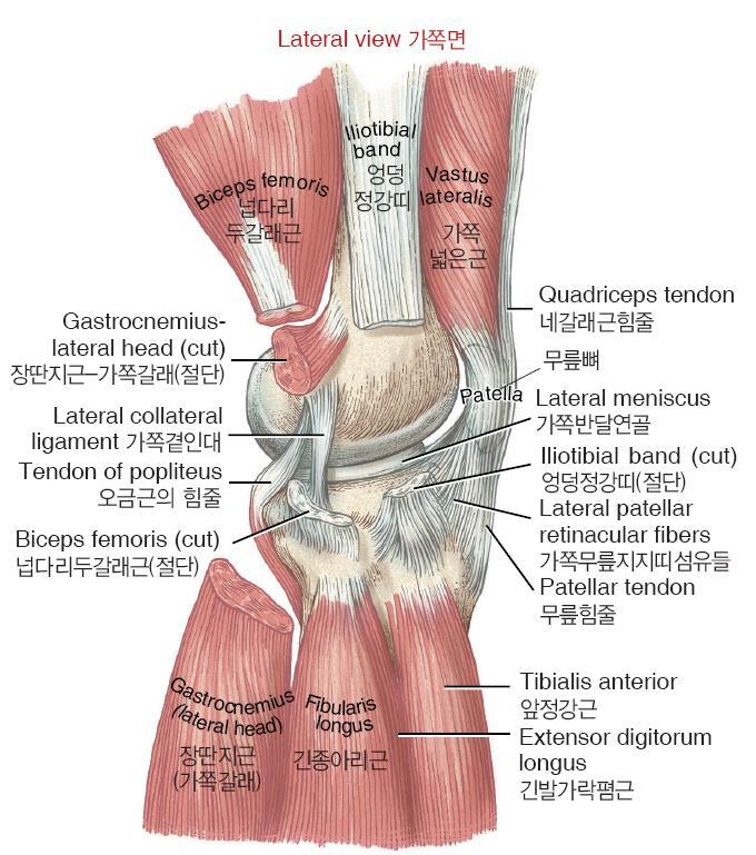 Knee joint Lateral view lateral collateral lig. LCL does not attach lat.