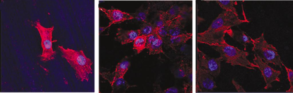 Cell adhesion (OD at 590 nm) 0.30 0.25 0.20 0.15 0.10 0.05 Cell proliferation (OD at 450 nm) 0.7 0.6 0.5 0.4 0.3 0.2 0.