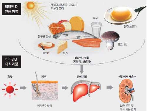 3. 비타민 D 의공급원 비타민 D는파장 290~315 nm의자외선 B(ultra violet-b, UV-B) 에의해피부에서생성되거나, 음식을통해서섭취되는데, 비타민 D가다량함유된식품은흔하지않기때문에음식을통한섭취는제한적입니다.