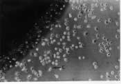 Fig. 5. L-929 cell growth and cell attachment around Ti-20Zr-3Nb-3Ta- 0.