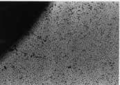 incubation(magnification X100) (M: Metal, C: L929 Cell). Fig. 6.