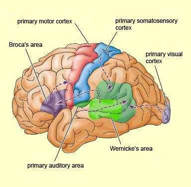 Image from: http://thebrain.mcgill.