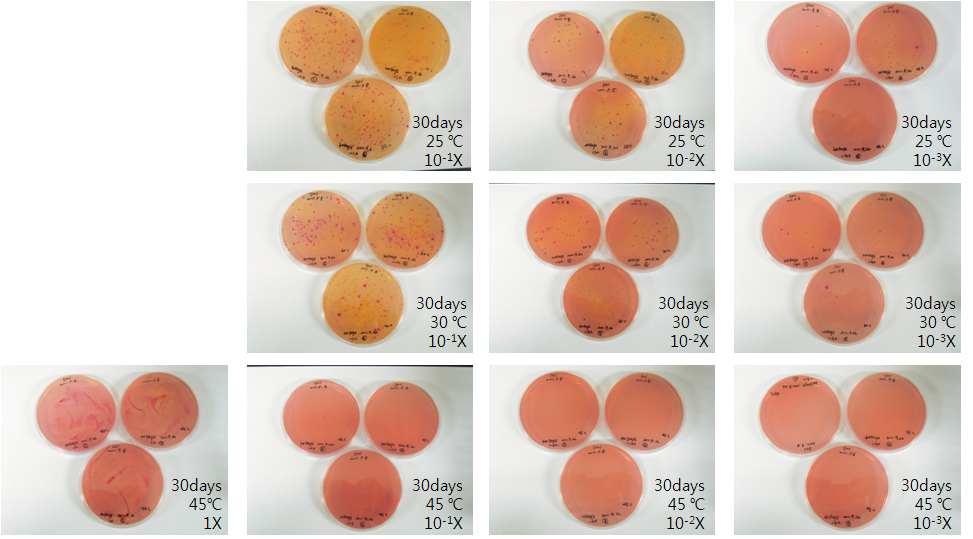 Fig. 23. DOC 한천배지를통한대장균군유무확인시험 (30 Days) Fig.
