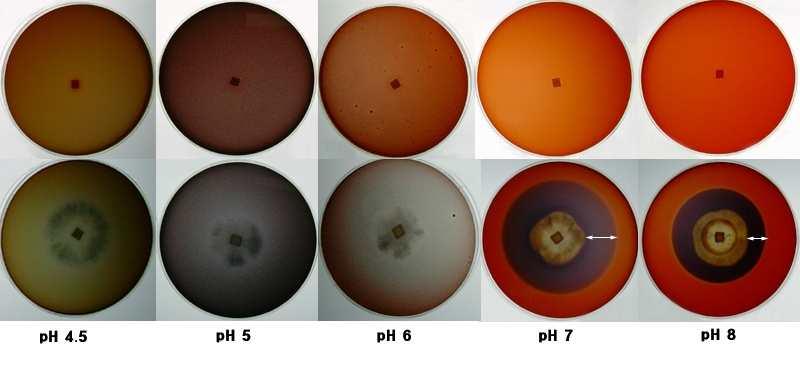 Fig. 2. Examples of clear zones formed in phs ranging from 4.5 to 8.0.