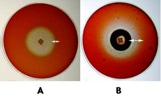 Fig. 4. Clear zone formed on Congo Red-containing, ph 7.