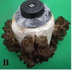 auricula-judae strain GBAA-01 on PDA medium Fig. 2.