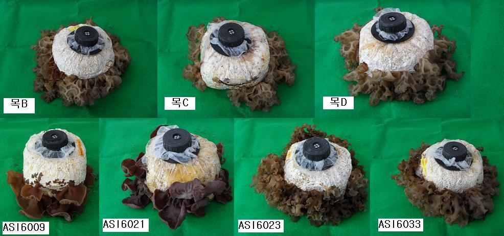 표 2. 균주처리별균배양및자실체생육특성 배양소요일수 a) 균종 ( 일 ) 초발이소요일수자실체 b) 생육일수 b) ( 일 ) ( 일 ) 생체중 (g) 목B 63 21 36 903 목C 60 18 36 949 목D 59 21 36 834