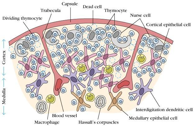 3. 림프조직 (lymphoid tissues) 2. 면역계의세포와조직 2) 흉선 (thymus) 흉선은목뼈앞 (anterior mediastinum) 에있는두개의잎 ( 엽, lobe) 모양의기관으로.