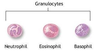 b) Eosinophils: The cells are motile phagocytic cells that can migrate from the blood into the tissue spaces.