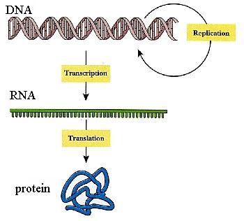 HBV DNA HCV RNA