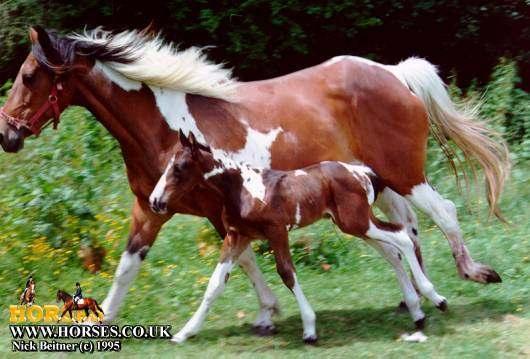 See through about horse 외형적특징 - 코가발달 - 긴다리 : 자신체중의 10 배무게를감당할수있을정도충격흡수 말의귀 - 귀에많은근육분포되어전후좌우자유롭고다양한움직임 - 감정표현의도구 말은머리가나쁘다? - 뇌의무게가체중의 0.