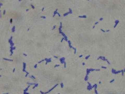 Lactobacillus 종류와유사한특성임을확인할수있었다.