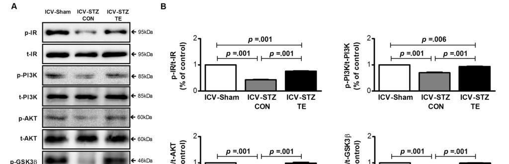 Effect of treadmill exercise on activation of brain insulin signaling in the hippocampus of ICV-Sham, ICV-STZ CON and ICV-STZ TE.