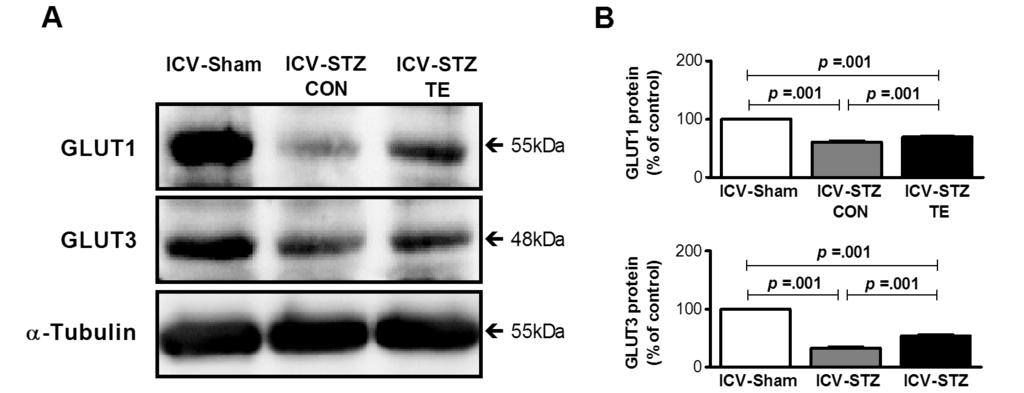 104 트레드밀운동이 ICV-STZ 처치흰쥐의뇌인슐린신호전달, 포도당대사및 Tau 단백질과인산화에미치는영향 집단 (0.41±0.01) 과통계적으로유의한차이가있는것으로나타났으며 (p=.001), ICV-STZ CON 집단은 ICV-STZ TE 집단 (0.74±0.01) 과통계적으로유의한차이가있는것으로나타났다 (p=.001). PI3K 인산화는집단간 [F(2, 17)=363.