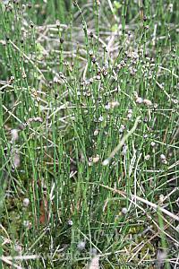 (Equisetum arvense), 문형 ( 지상부 ). 다년생초본. Saponin, flavonoid 함유. Ca, Mg, Si 염등이함유 단단하다.