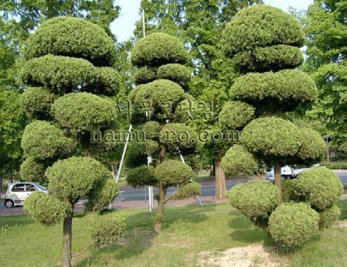 obtuse o 노송나무, 히노끼 향나무 Juniperus chinensis