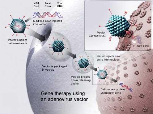 유전자치료법 (Gene Therapy) 는무엇인가? 유전자치료법은유전자 (gene) 를환자에게투여함으로써난치및불치질환을치료하는새로운치료방법이며, 1990년최초로치료목적으로시도되었다.