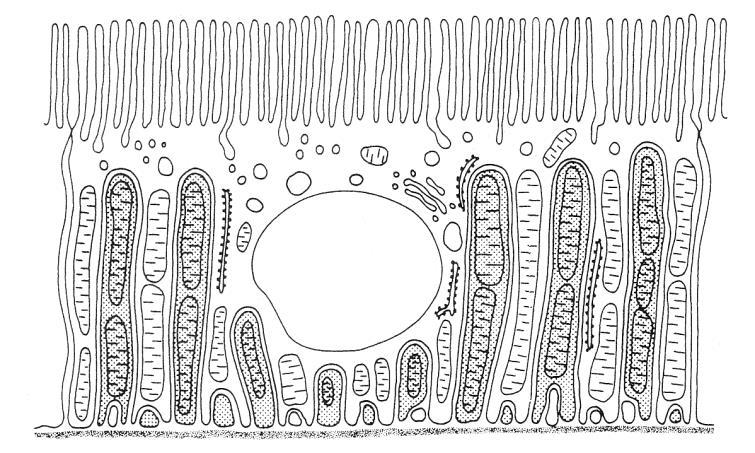 근위세관 (proximal tubule) 2. 근위곱슬세관 (proximal convoluted tubule) 3.