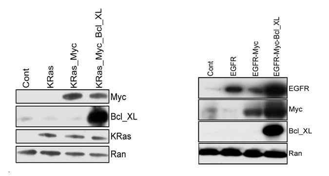 1. Ras 계열및 EGFR 계열세포주의제조 : SV40 T antigen과