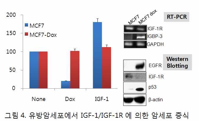 보다직접적인실험적증거를도출하기위해 p53 정상유전자를 p53 이상실된세포내주 입하여그효과를확인하는실험과, 정상세포에 p53 유전자를상실시키는 shrna 를발현 시켜그효과를확인중에있음.