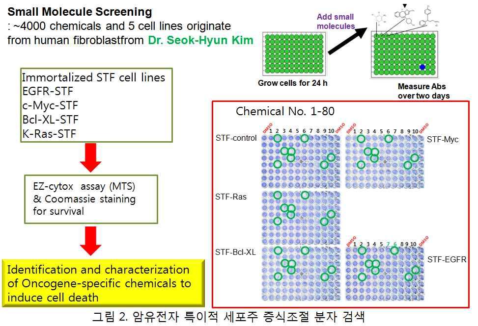 암세포주에서 IGF-1에의해유도되는분자발굴및확인 - K-ras mutation을가진 HCT116 세포에서 IGF-1에의한세포증식이 p53 유전자발현에의해영향을받음을 2차년도에확인하였음.