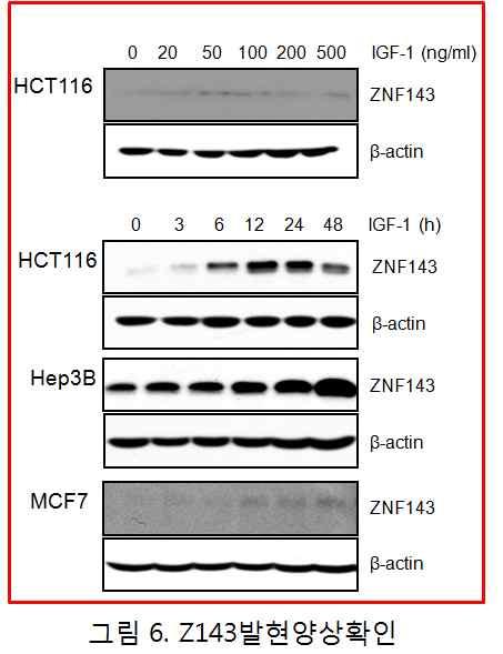 또한 IGF-1R에결합하는단백질로서세포증식에연관성이보고된 GIPC의발현이높아그기전연구에적합함. - 실제 GIPC에의한수용체조절기전을연구하기위해 lentivirus를이용하여 stable GIPC knockdown을유도하였음.